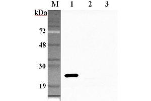 Western blot analysis using anti-GPX1 (human), pAb  at 1:2'000 dilution. (Glutathione Peroxidase 1 antibody)
