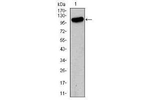 Image no. 2 for anti-Glutamate Receptor, Ionotropic, AMPA 2 (GRIA2) antibody (ABIN1491627) (GRIA2 antibody)