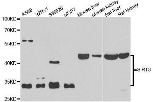 SIRT3 antibody  (C-Term)