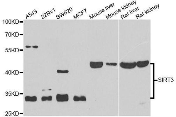 SIRT3 antibody  (C-Term)