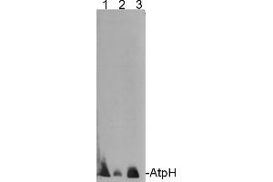10 ug of chlorophyll/well of Chlamydomonas reinhardtii total cell extract (1),Chlamydomonas reinhardtii subunit gamma deletion mutant thylakoid membrane fraction(2), Arabidospsis thaliana thylakoid membrane fraction (3), Chlamydomonas reinhardtiithylakoid membrane preparation (4) were separated on 12-18% acrylamide-8M urea geland blotted to nitrocellulose membrane. (AtpH antibody)