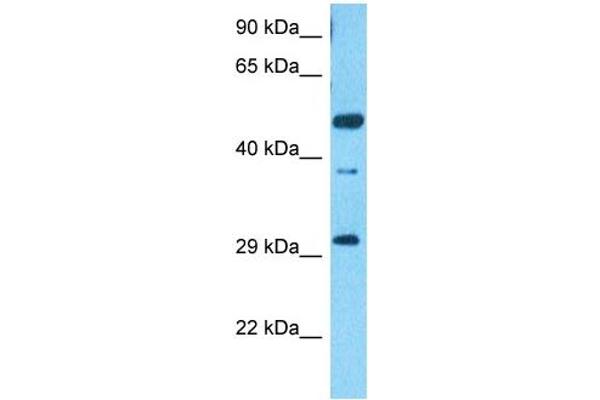 SCRT2 anticorps  (N-Term)