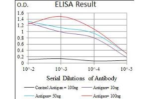 Image no. 2 for anti-Secreted phosphoprotein 1 (SPP1) antibody (ABIN1491004) (Osteopontin antibody)