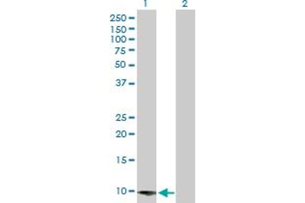 CARD16 antibody  (AA 1-97)