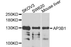 Western blot analysis of extracts of various cells, using AP3B1 antibody. (AP3B1 antibody)