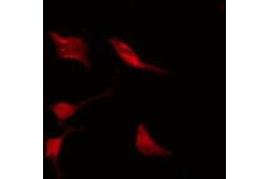 Immunofluorescence (fixed cells) (IF/ICC) image for anti-Potassium Voltage-Gated Channel, Subfamily H (Eag-Related), Member 3 (Kcnh3) (C-Term) antibody (ABIN6258469)