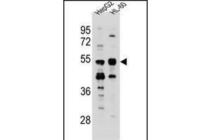 TEKT5 Antibody (Center) (ABIN655470 and ABIN2844996) western blot analysis in HepG2,HL-60 cell line lysates (35 μg/lane). (TEKT5 antibody  (AA 215-244))