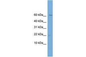 Image no. 1 for anti-Prefoldin Subunit 2 (PFDN2) (C-Term) antibody (ABIN6746467) (PFDN2 antibody  (C-Term))