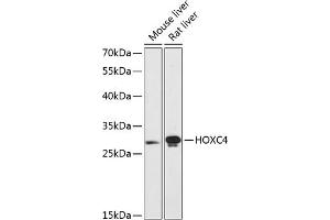 Western blot analysis of extracts of various cell lines, using HOXC4 antibody  at 1:3000 dilution. (HOXC4 antibody  (AA 30-130))