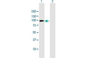 PCDH21 antibody  (AA 1-745)