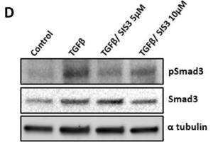 Western Blotting (WB) image for anti-Tubulin, alpha 1B (TUBA1B) (C-Term) antibody (ABIN964563)