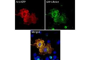Immunofluorescence (IF) image for anti-Green Fluorescent Protein (GFP) antibody (ABIN7273023) (GFP antibody)
