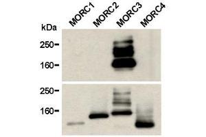 Western Blotting (WB) image for anti-MORC Family CW-Type Zinc Finger 3 (MORC3) antibody (ABIN1449250) (MORC3 antibody)