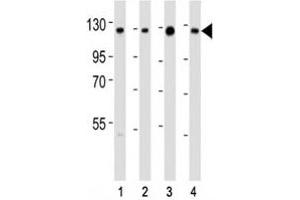 Western blot testing of anti-SIRT1 antibody at 1:2000 dilution. (SIRT1 antibody  (AA 587-621))