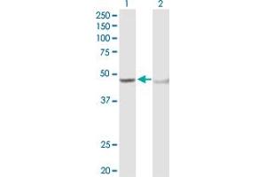 Western Blot analysis of ADH5 expression in transfected 293T cell line by ADH5 MaxPab polyclonal antibody. (ADH5 antibody  (AA 1-374))