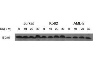 Image no. 5 for anti-ISG15 Ubiquitin-Like Modifier (ISG15) (AA 39-68), (N-Term) antibody (ABIN356679) (ISG15 antibody  (N-Term))