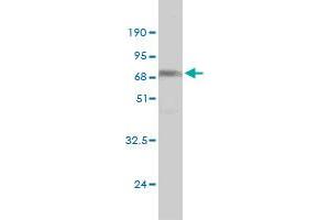 Western Blot detection against Immunogen (63.