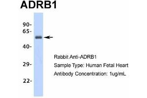 Host: Rabbit Target Name: ADRB1 Sample Type: Human Fetal Heart Antibody Dilution: 1.