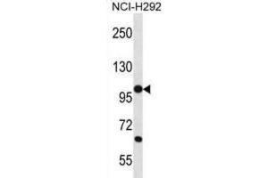 Western Blotting (WB) image for anti-Protocadherin beta 12 (PCDHB12) antibody (ABIN2996667) (PCDHB12 antibody)