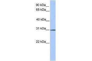 WB Suggested Anti-SURF4 Antibody Titration:  0. (Surfeit 4 antibody  (N-Term))