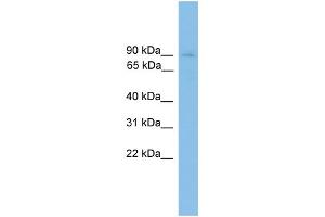 WB Suggested Anti-HNRNPU Antibody Titration:  0. (HNRNPU antibody  (C-Term))