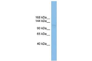WB Suggested Anti-SF3B3 Antibody Titration: 0.