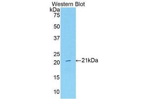 Western Blotting (WB) image for anti-Serpin Peptidase Inhibitor, Clade G (C1 Inhibitor), Member 1 (SERPING1) (AA 35-179) antibody (ABIN1858181) (SERPING1 antibody  (AA 35-179))