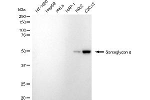 anti-Sarcoglycan, alpha (50kDa Dystrophin-Associated Glycoprotein) (SGCA) antibody