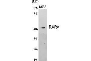 Western Blot (WB) analysis of specific cells using RXRgamma Polyclonal Antibody. (Retinoid X Receptor gamma antibody  (Internal Region))