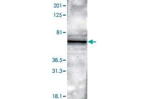 Western blot analysis of rat brain using rabbit Pth2r polyclonal antibody  isolated a major band of 63 KDa corresponding to the theoretical molecular weight of Pth2r.