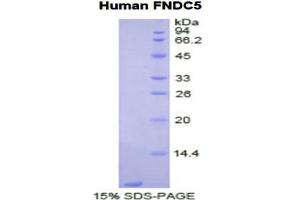SDS-PAGE (SDS) image for Fibronectin Type III Domain Containing 5 (FNDC5) (AA 77-144) protein (His tag) (ABIN1877959) (FNDC5 Protein (AA 77-144) (His tag))