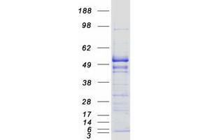 EEF1G Protein (Myc-DYKDDDDK Tag)