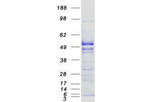 Validation with Western Blot (EEF1G Protein (Myc-DYKDDDDK Tag))