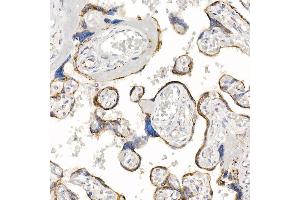 Immunohistochemistry of paraffin-embedded human placenta using Kallikrein 8 Rabbit mAb (ABIN7268065) at dilution of 1:100 (40x lens). (Kallikrein 8 antibody)