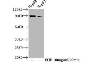 Western Blot Positive WB detected in HepG2 whole cell lysate(treated with EGF or not) All lanes Phospho-RPS6KA1 antibody at 0. (Recombinant RPS6KA1 antibody  (pSer363, pThr359))