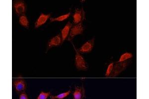 Immunofluorescence analysis of NIH/3T3 cells using GPER1 Polyclonal Antibody at dilution of 1:100. (Mesothelin antibody)