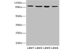 Integrin beta 7 antibody  (AA 1-140)