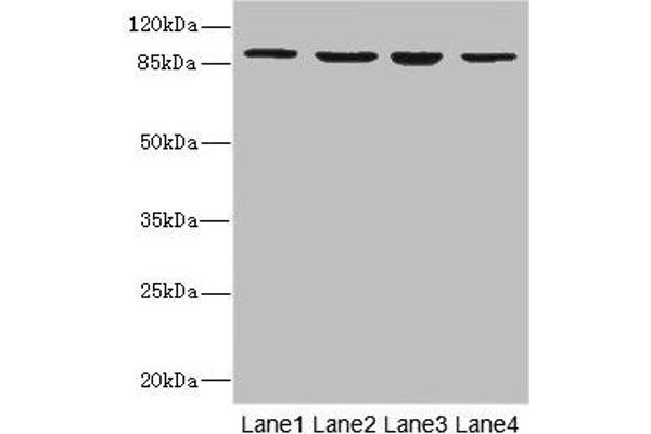 Integrin beta 7 antibody  (AA 1-140)