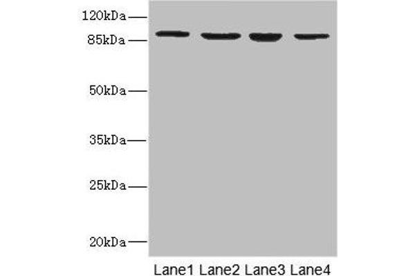 Integrin beta 7 antibody  (AA 1-140)