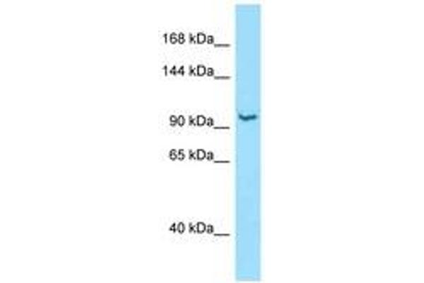 RBM25 antibody  (AA 285-334)