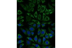 Immunofluorescence analysis of L929 cells using NDUFS8 Polyclonal Antibody (ABIN6132393, ABIN6144496, ABIN6144497 and ABIN6216871) at dilution of 1:100 (40x lens). (NDUFS8 antibody  (AA 35-210))