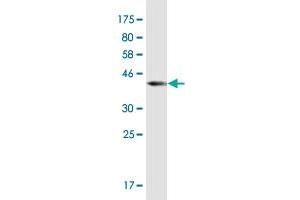 Western Blot detection against Immunogen (36. (PTPN9 antibody  (AA 1-100))