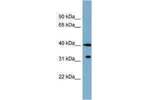 WB Suggested Anti-KCTD9 Antibody Titration: 0.