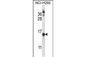 Western blot analysis in NCI-H292 cell line lysates (35ug/lane). (CNIH antibody  (C-Term))