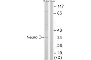 Image no. 1 for anti-Neuronal Differentiation 1 (NEUROD1) (AA 240-289) antibody (ABIN2889154) (NEUROD1 antibody  (AA 240-289))