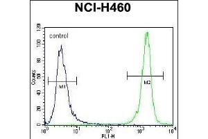 PREF8 Antibody (C-term) (ABIN656145 and ABIN2845481) flow cytometric analysis of NCI- cells (right histogr) compared to a negative control cell (left histogr). (PRAMEF8 antibody  (C-Term))