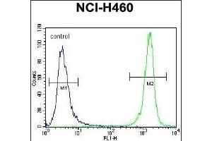 PREF8 Antibody (C-term) (ABIN656145 and ABIN2845481) flow cytometric analysis of NCI- cells (right histogr) compared to a negative control cell (left histogr). (PRAMEF8 antibody  (C-Term))