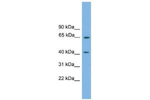 PLEKHO1 antibody used at 1 ug/ml to detect target protein. (PLEKHO1 antibody  (N-Term))