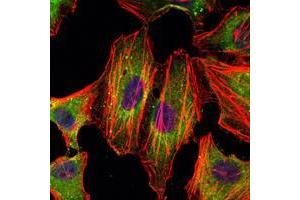 Immunofluorescence analysis of Hela cells using STAT3 mouse mAb (green). (STAT3 antibody)