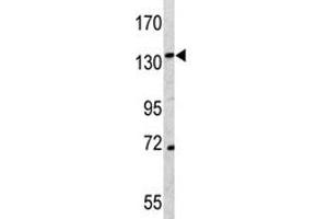 Western blot analysis of CD163 antibody and K562 lysate (CD163 antibody  (AA 245-274))